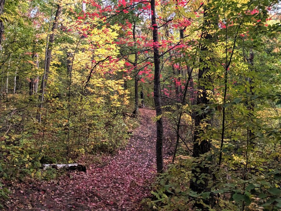 A leaf covered dirt trail meanders through the forest of trees changing colors to reds and yellows