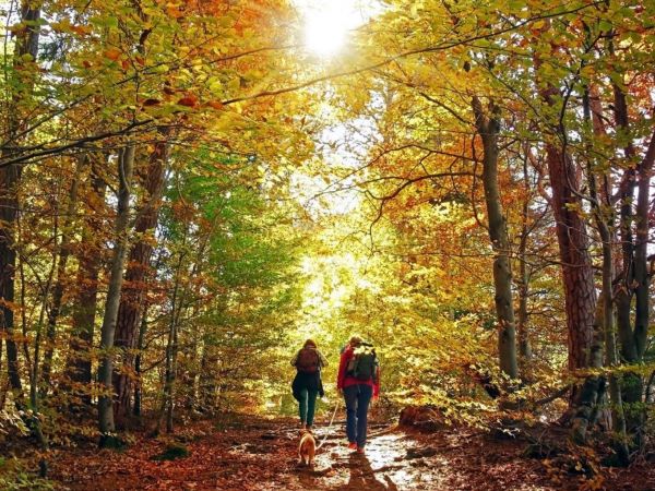 two people and a dog hike in beautiful fall forest with sun shining between the trees