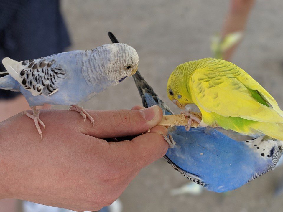 three blue and yellow parakeets sit on someone's hand eating seed from a stick
