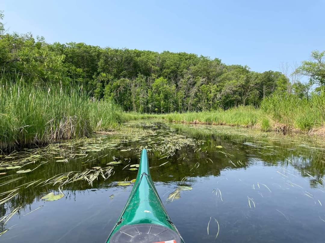 A shot of the front of a kayak going down a reedy river.