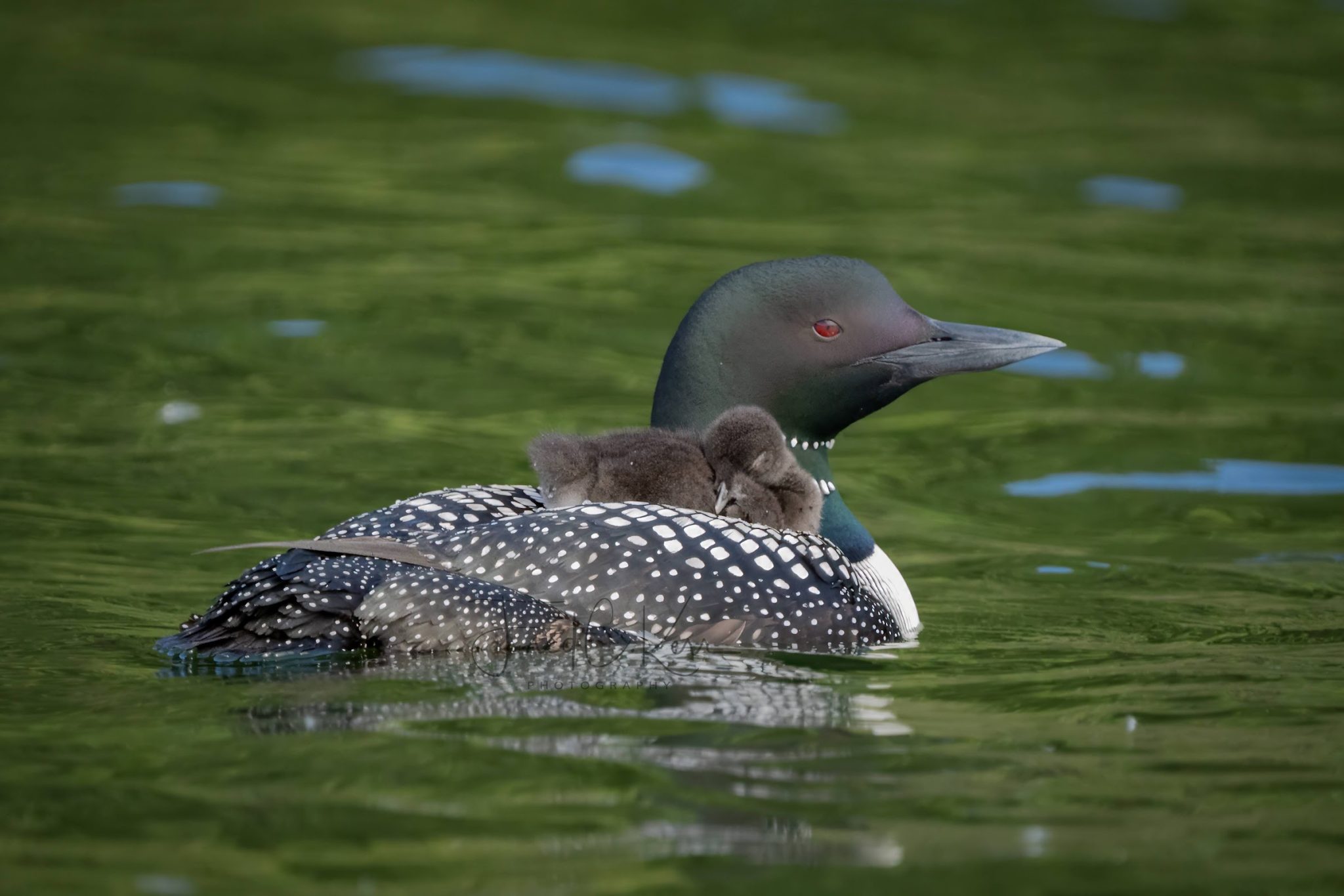 A male Common Loon carries his chick on his back while the baby sleeps.