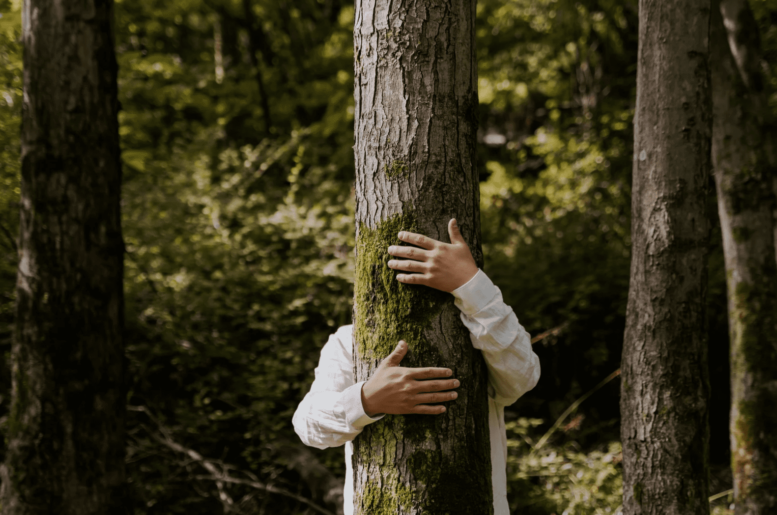 An individual stands behind a tall strong tree, with only their hands visible on the trunk.