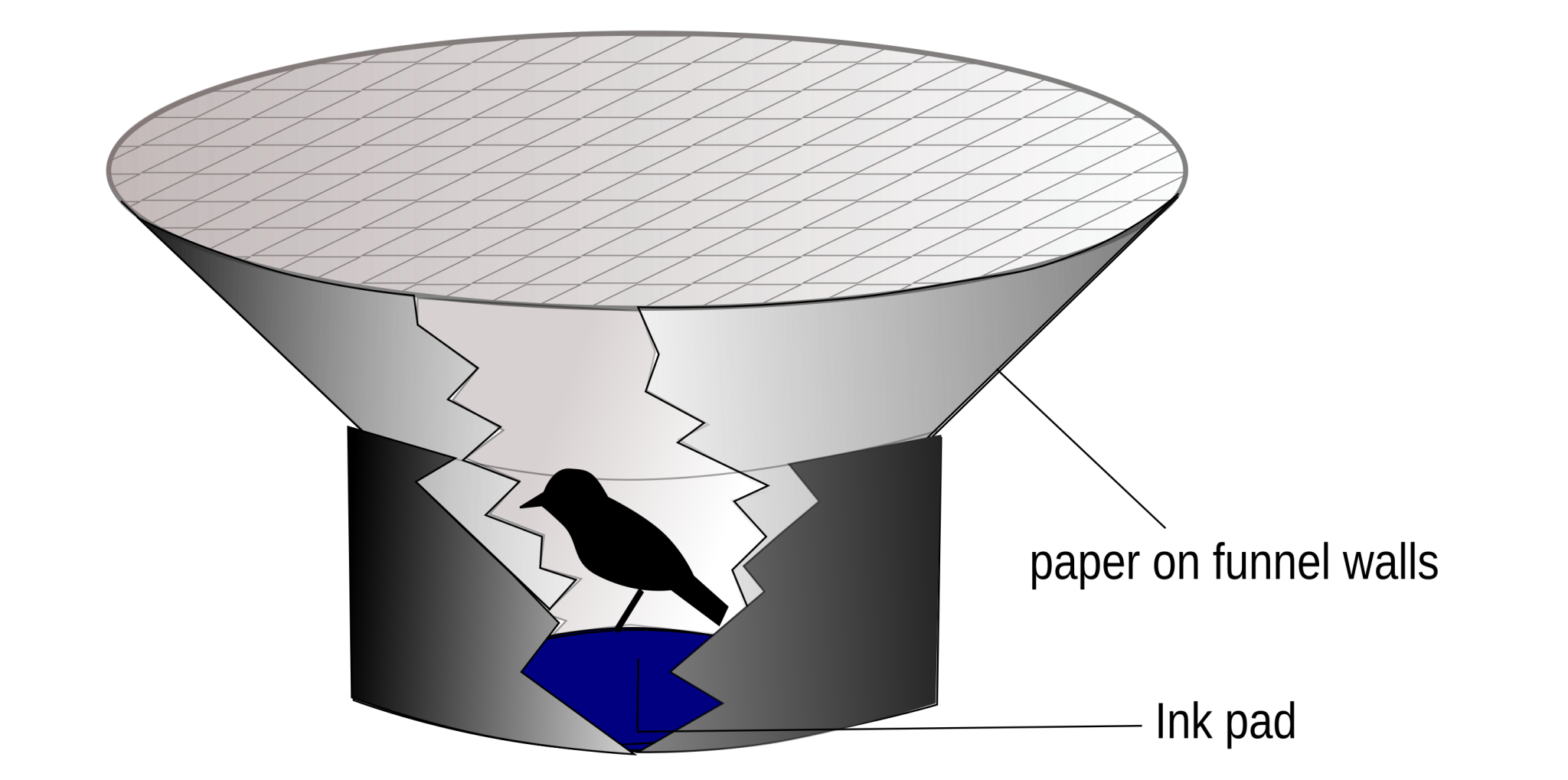 Ilustration depicting the Emlen Funnel Experiment. A black bird is in a cage shaped as an inverted cone. An ink pad is placed at the bottom so the birds movement along the sides can be recorded. 