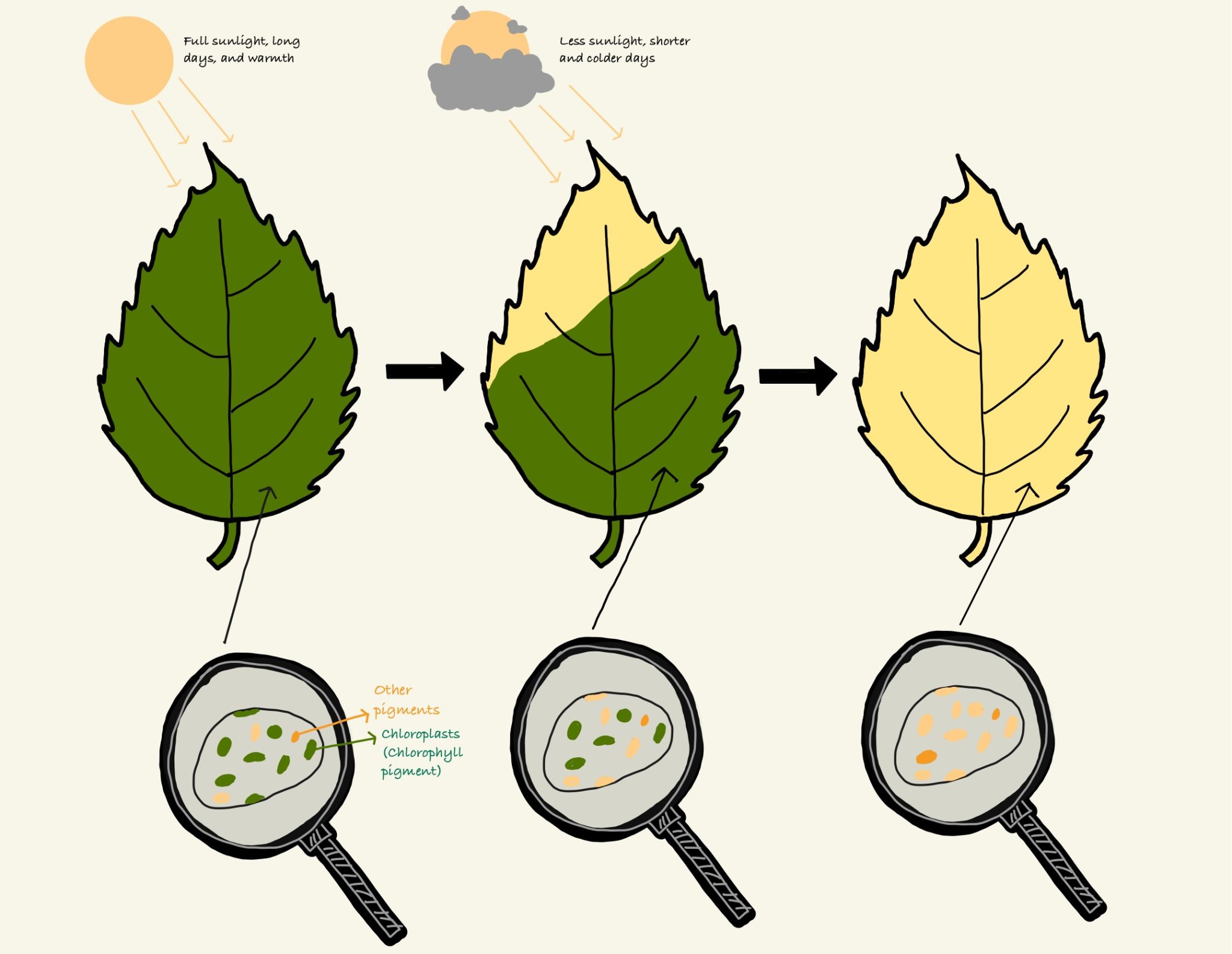 Diagram illustrating the leaf color changing process. It shows one fully green leaf, and partially green and yellow leaf and a full yellow leaf. A microscopic view of each leaf shows the number of chloroplasts and other pigments in each leaf. 
