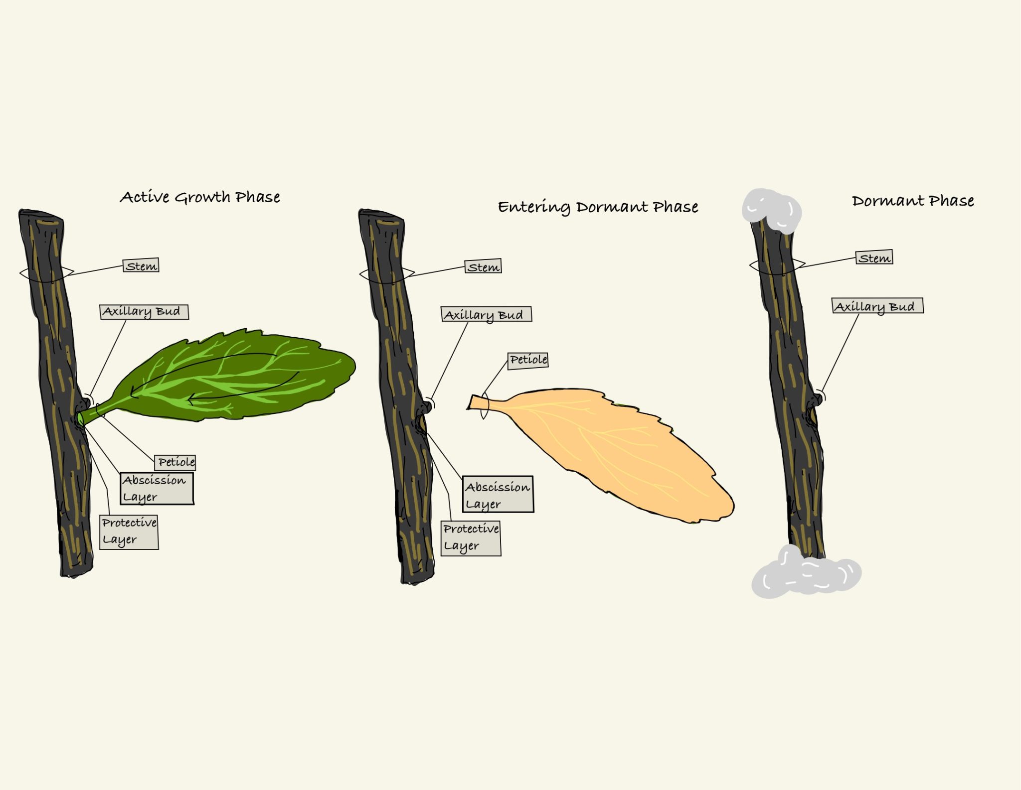 Diagram of a leaf on a tree stem. In it's growth stage the green leaf is attached via the abscission zone. When it's entering dormancy, it get's cut off from the tree and falls to the ground. 