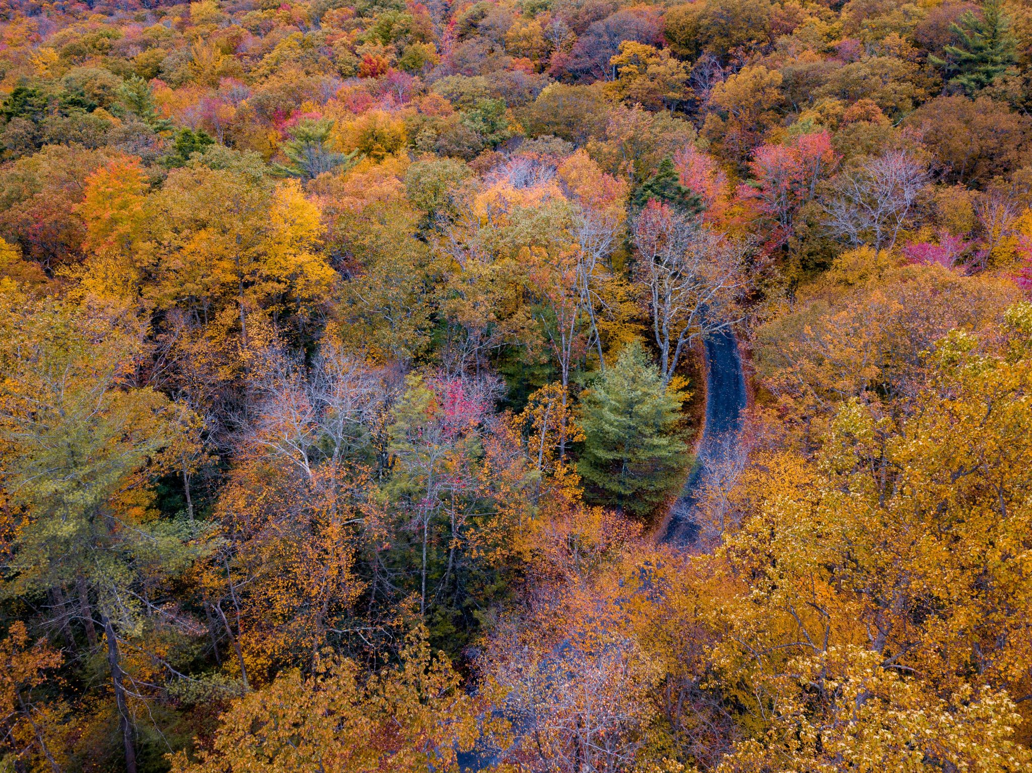 Trees with fall leaves along a winding road