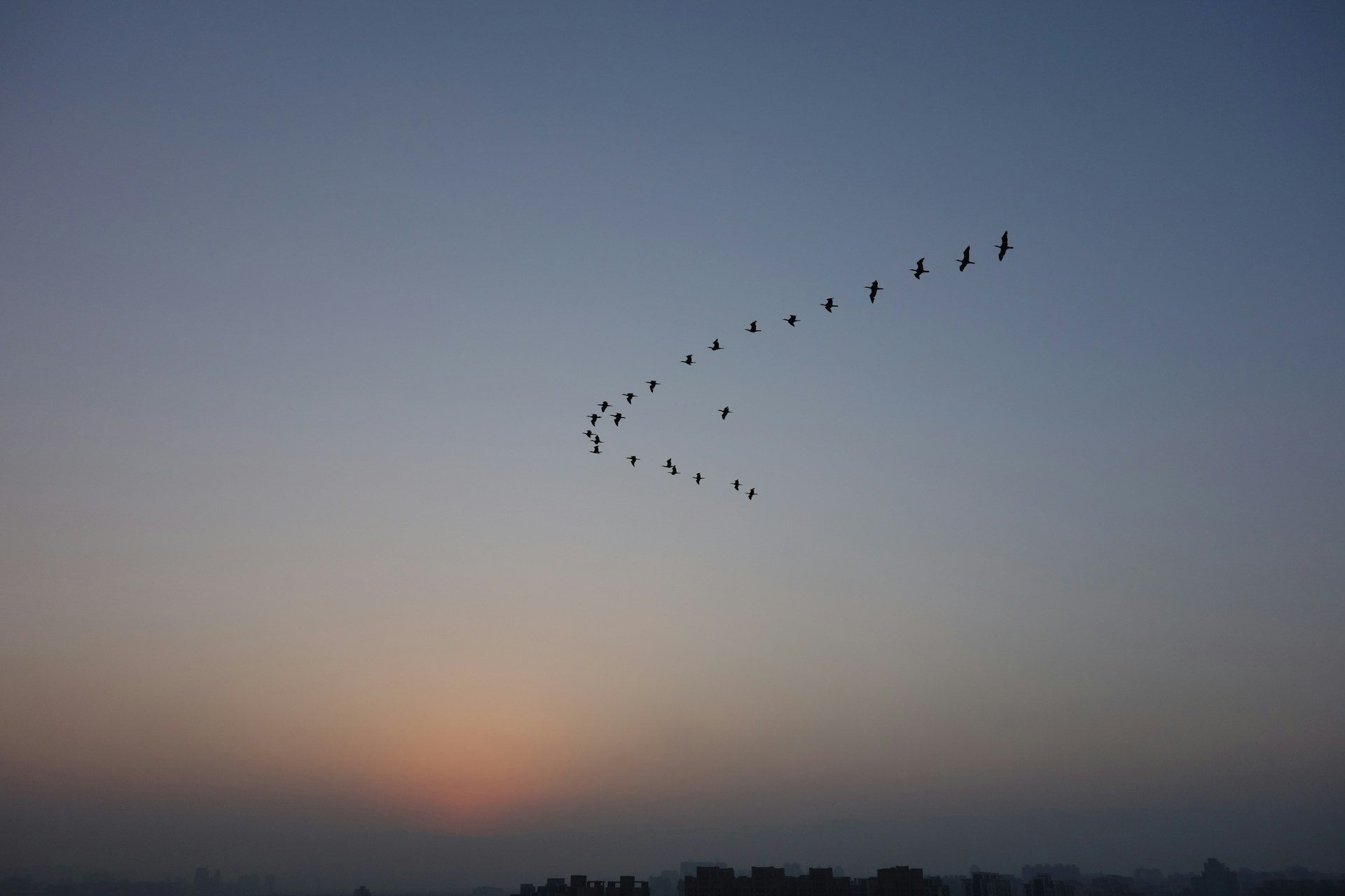 image of birds flying