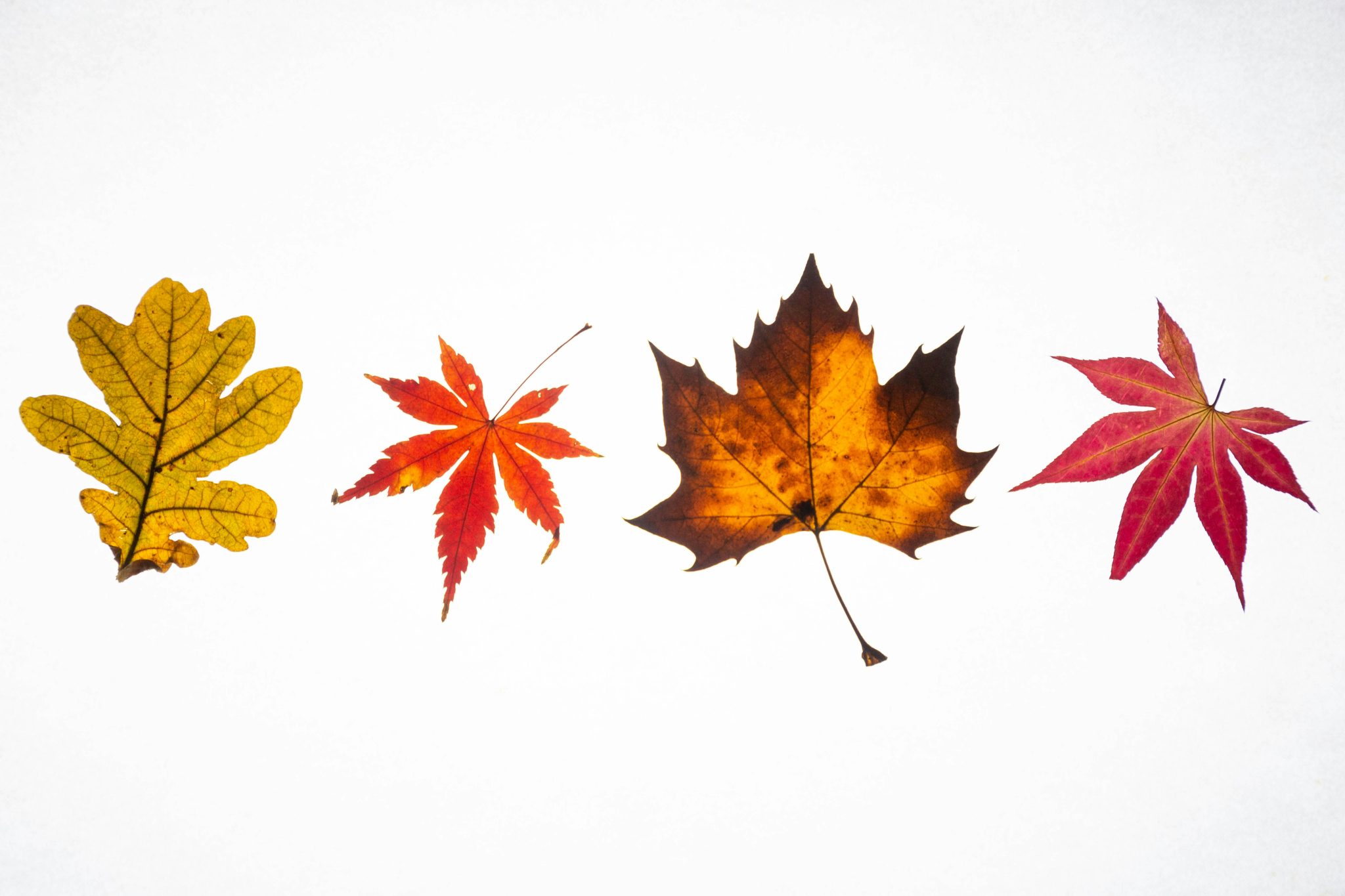 Image showing 4 different fall leaves against a white background. They are all different fall colors. 