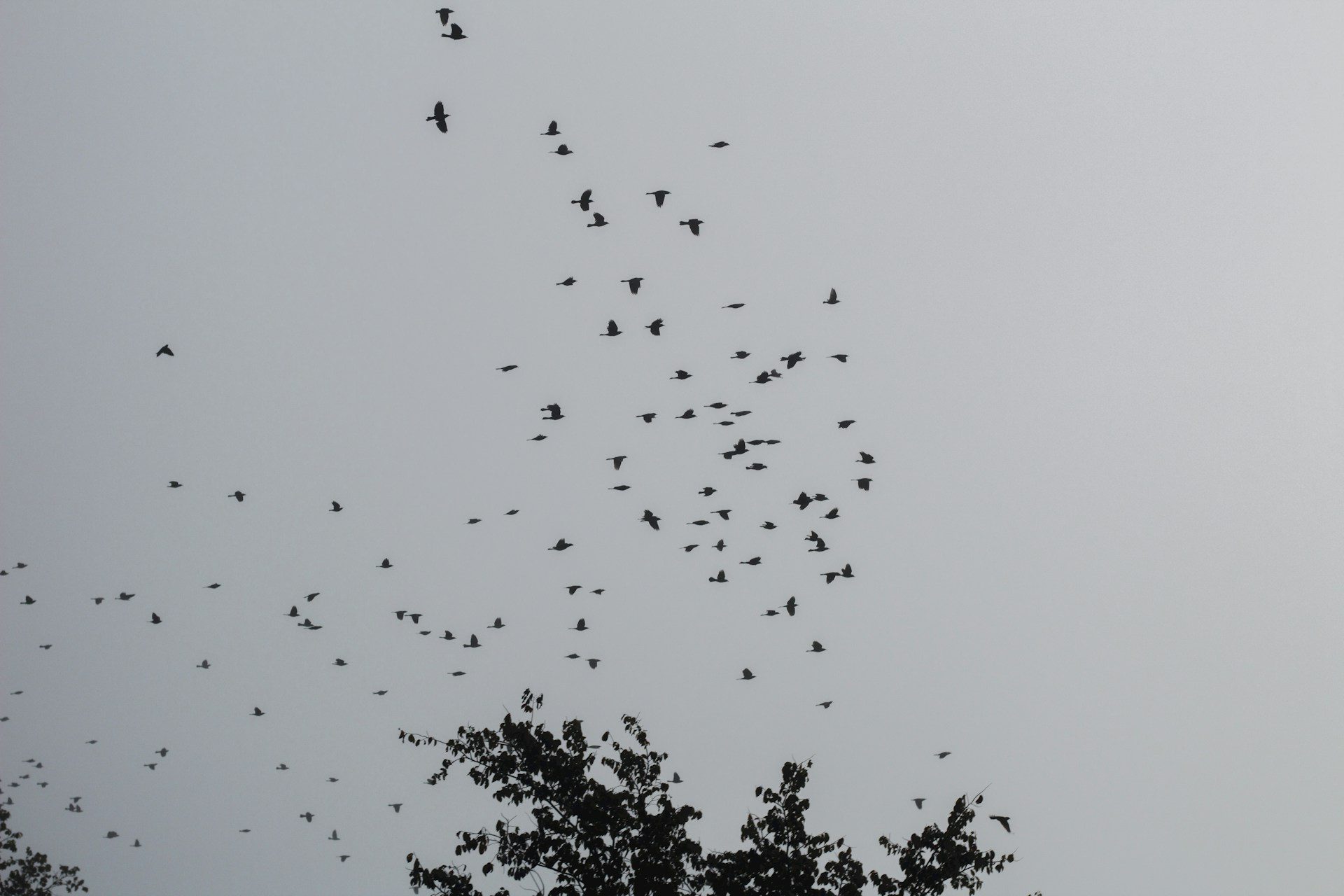 Image of European Starling birds flying together