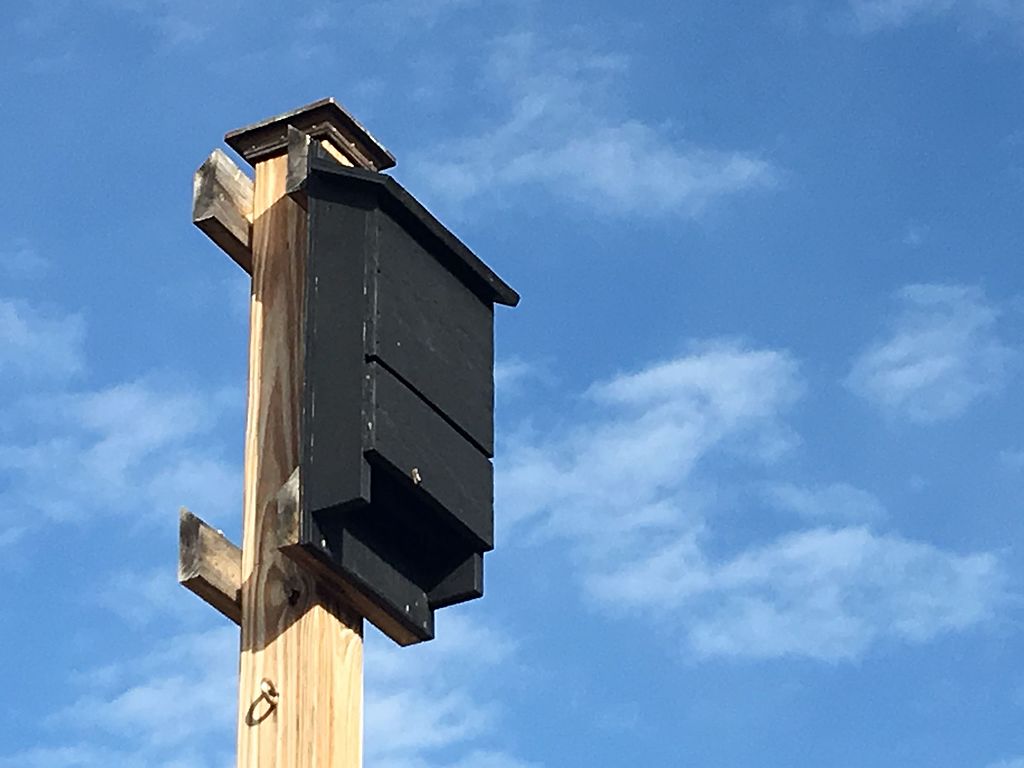 black bat box on a post