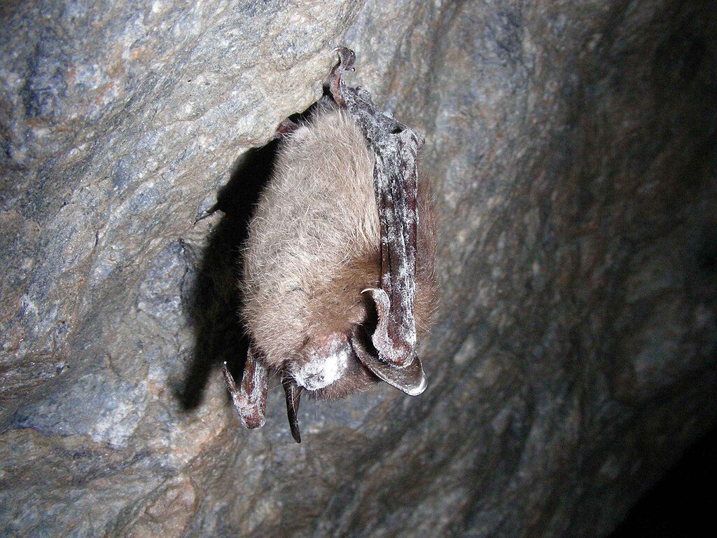 Little brown bat with white-nose syndrome hanging in a cave