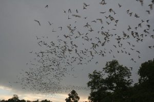Big group of bats flying in the sky on a cloudy evening