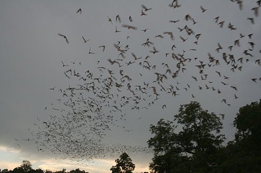 Big group of bats flying in the sky on a cloudy evening