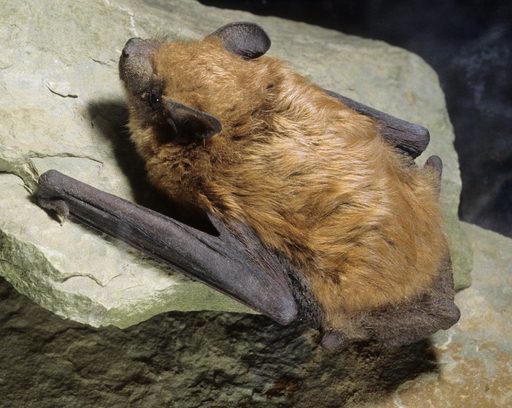 big brown bat sitting on a rock