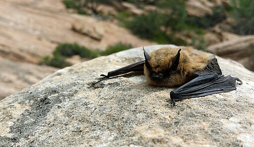 Big brown bat sitting in a rock looking at the camera