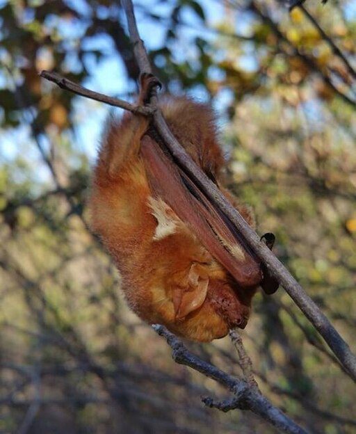 eastern red bat hanging from a tree branch