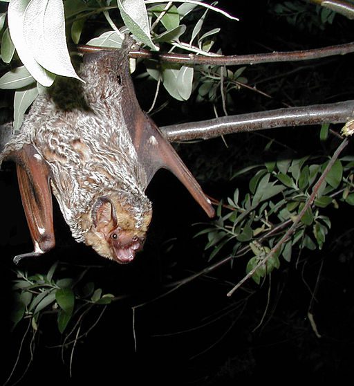 hoary bat haning from a tree with it's mouth open