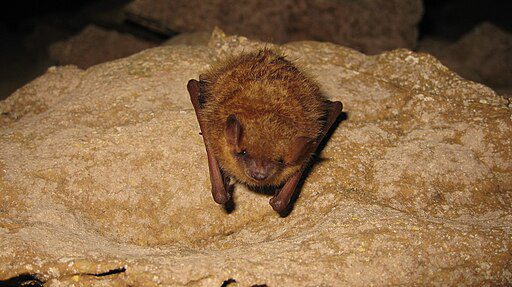 image of tri-colored bat sitting on a rock in a cave and looking at the camera