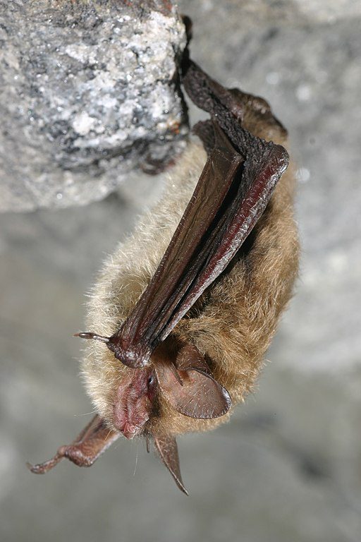 northern long-eared bat hanging from a rock