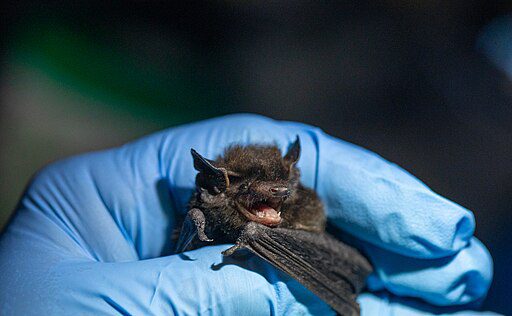 technician holding a silver haired bat in glacier national park