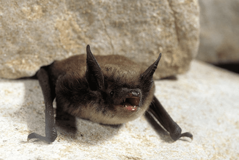 Little brown bat with it's mouth open crawling on a rock