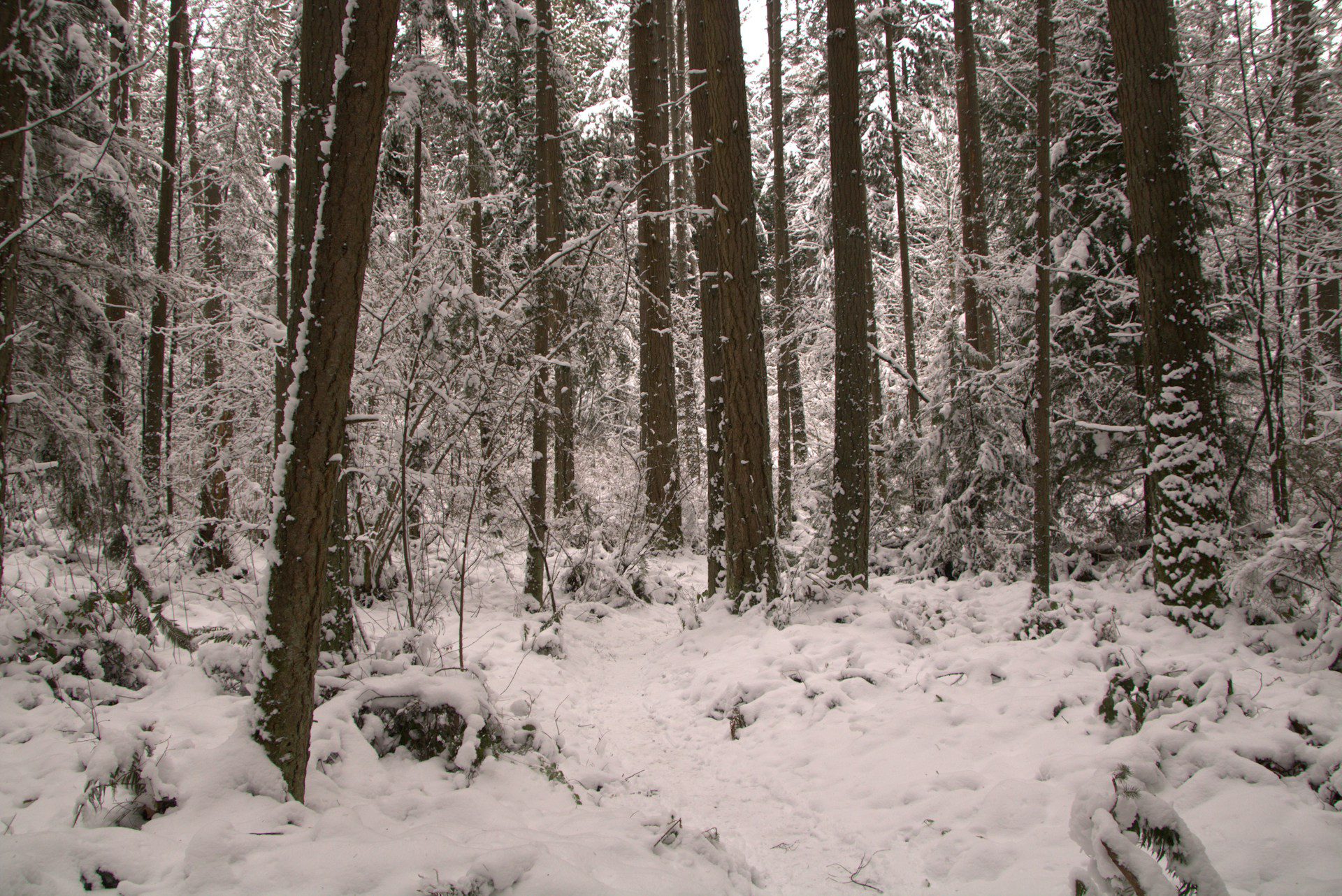 snowy trees in a forest