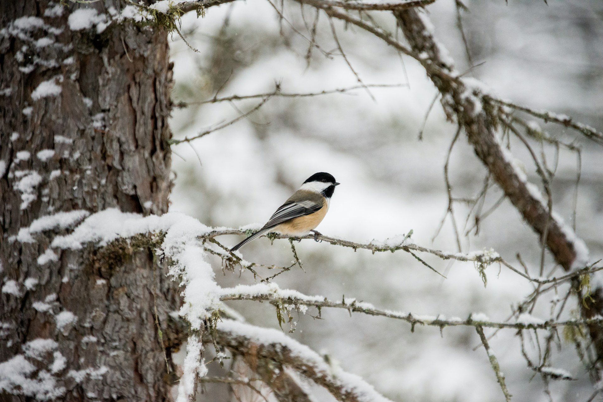 Image of Black-Capped Chickadee on a branch full of snow