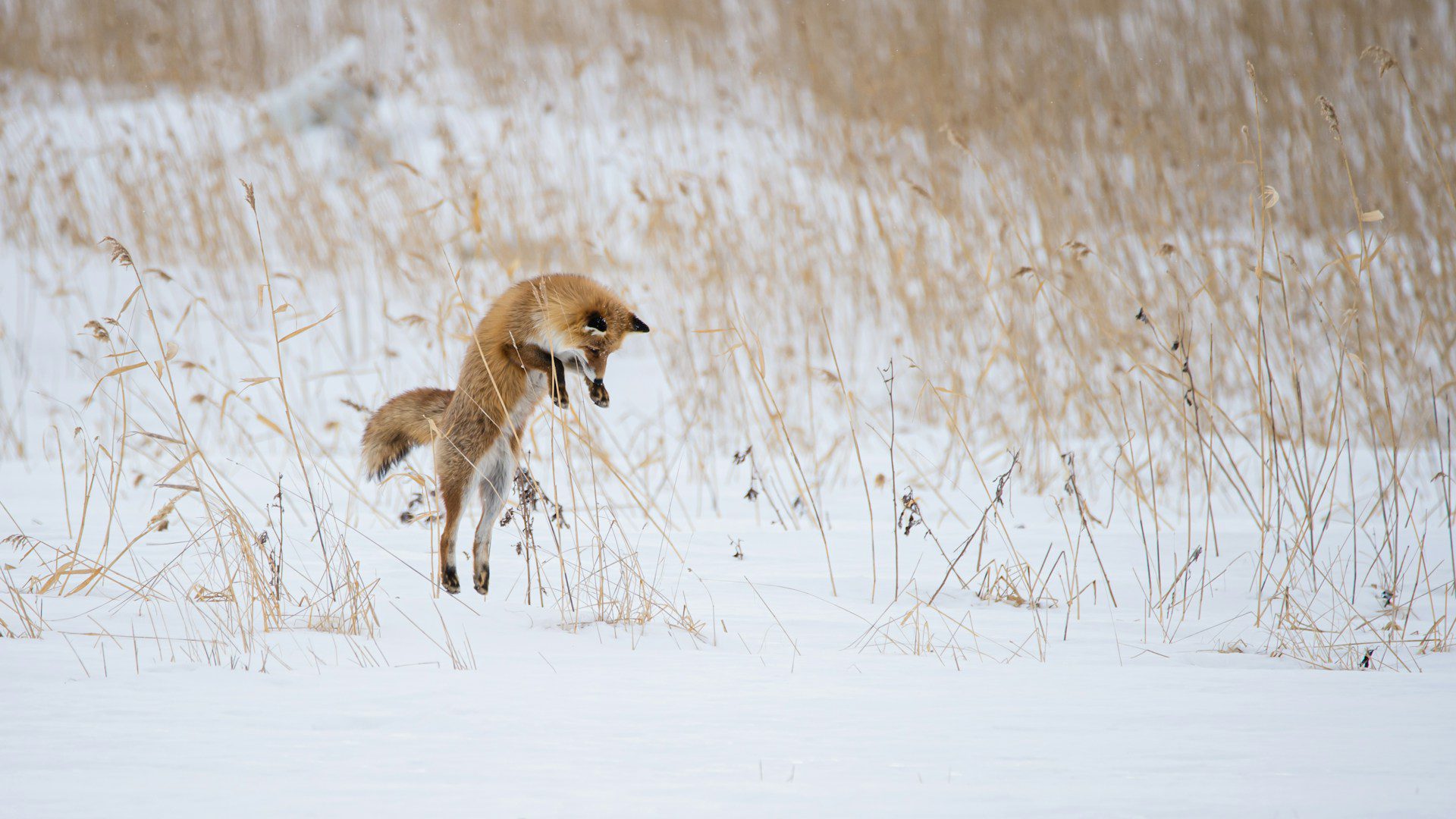 red fox pouncing in the air to land and get an animal