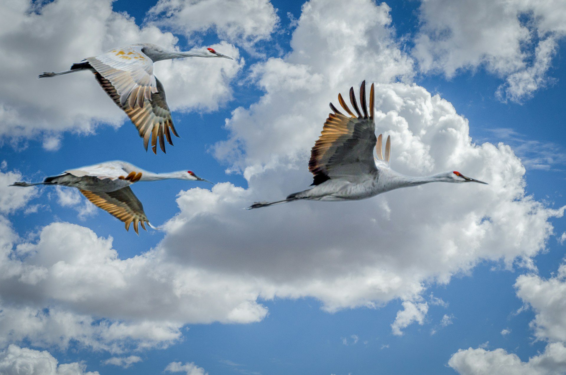 Image of three sandhill cranes flying