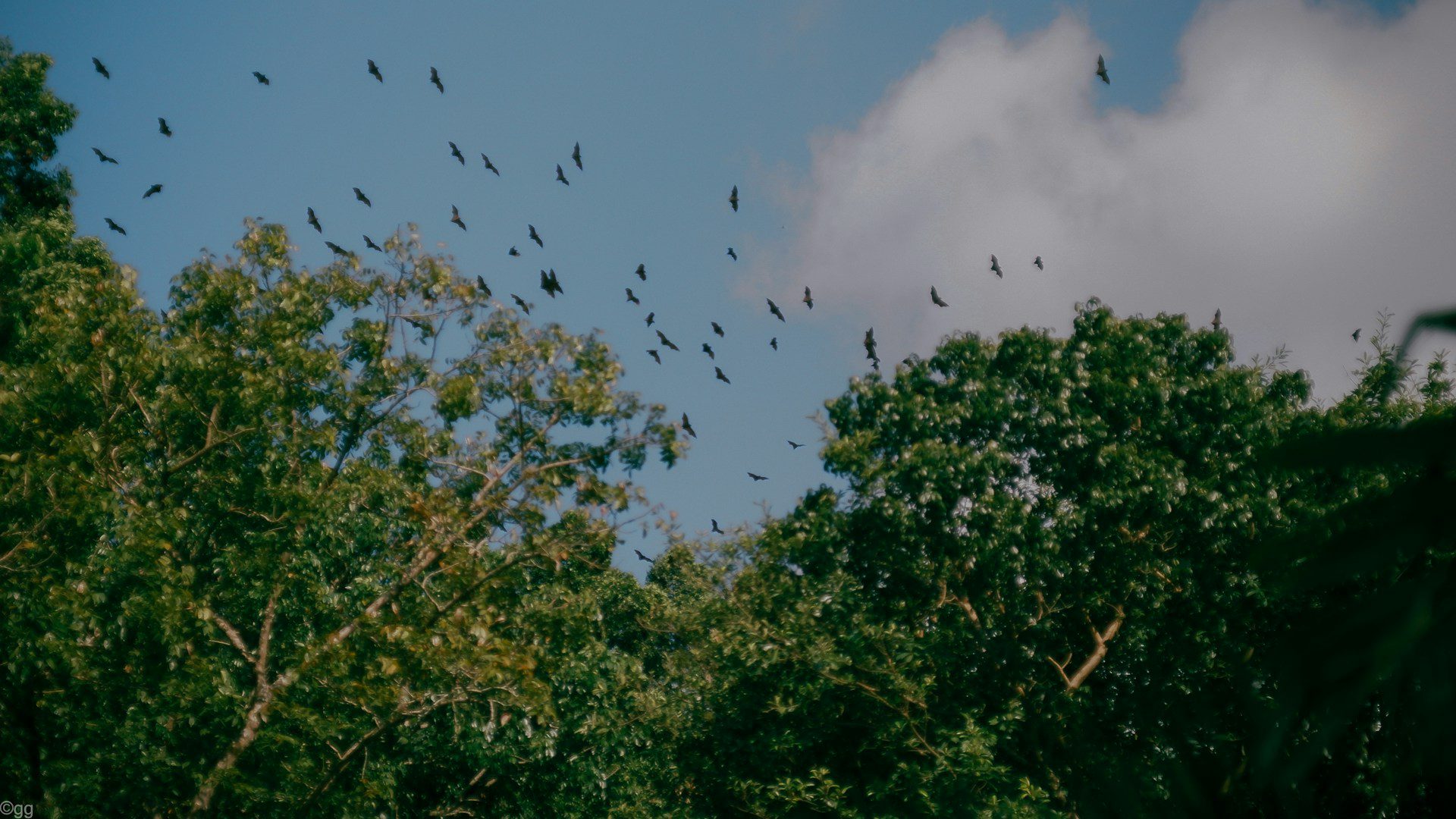 Flock of bats flying over trees