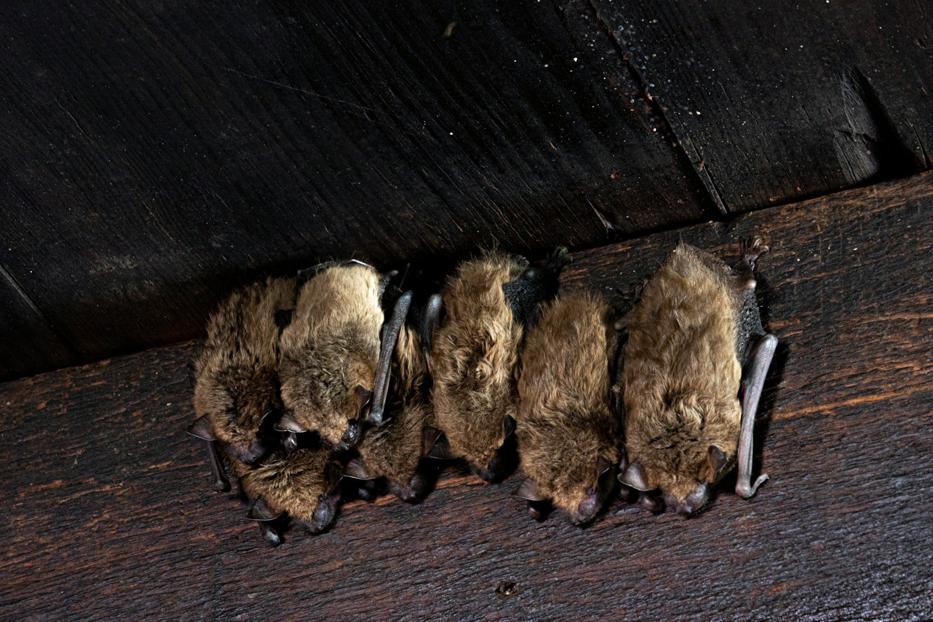 brown bats huddled together in a cave