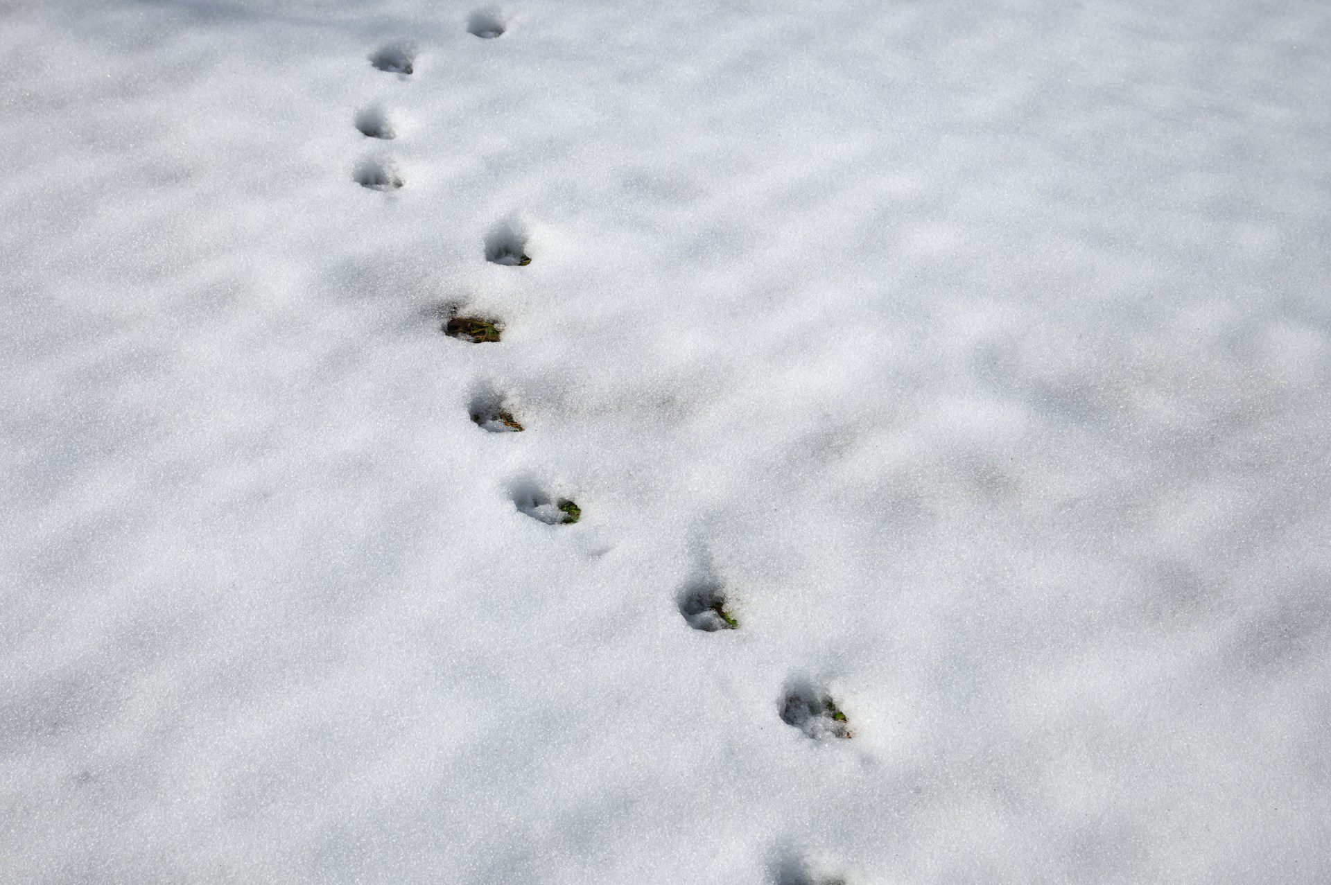 animal tracks in the snow