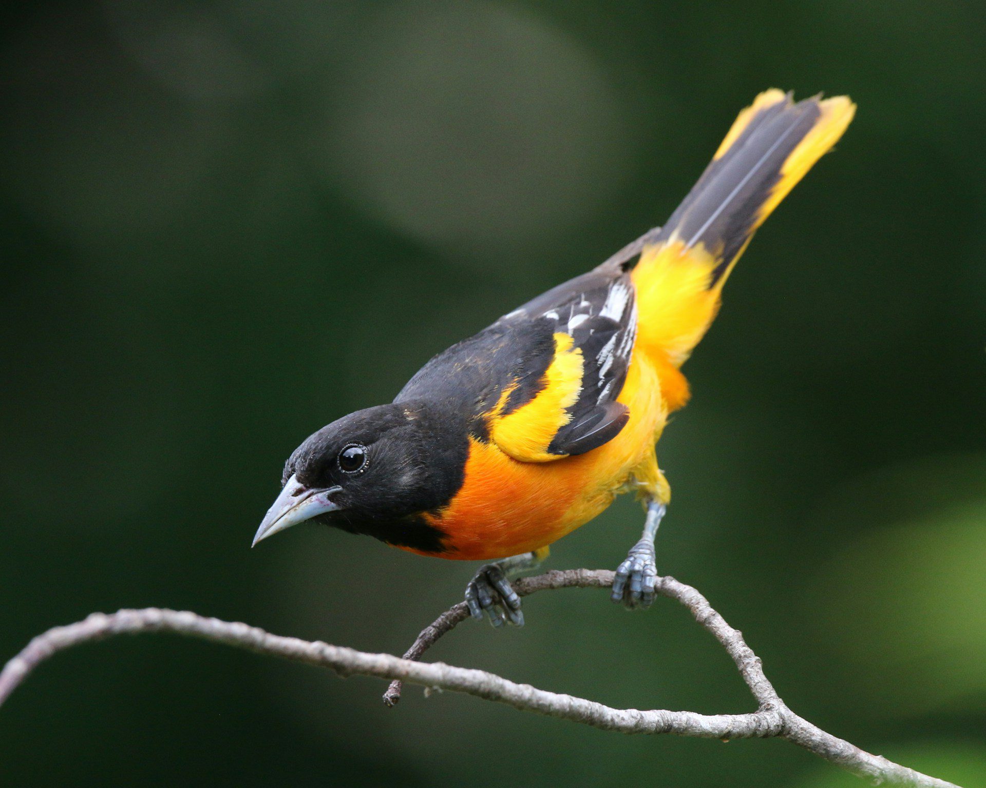 Image of a male Oriole on a tree branch