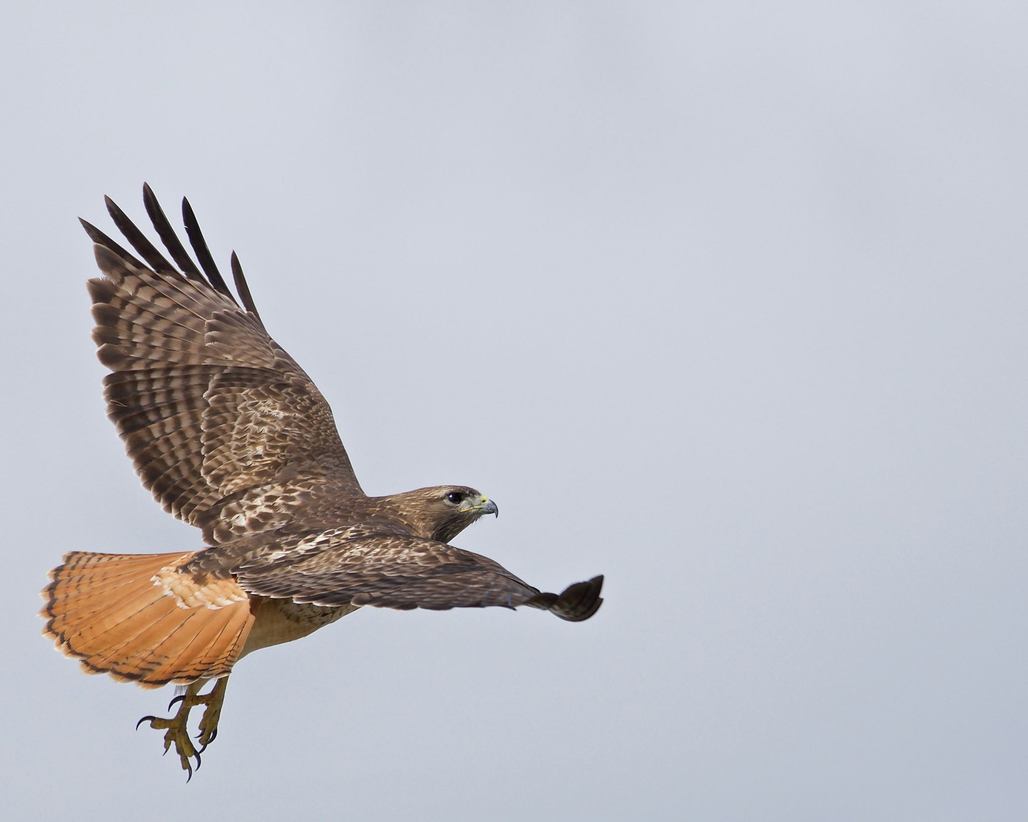 Image of a Red-Tailed Hawk Flying by Vijayalakshmi Nidugondi