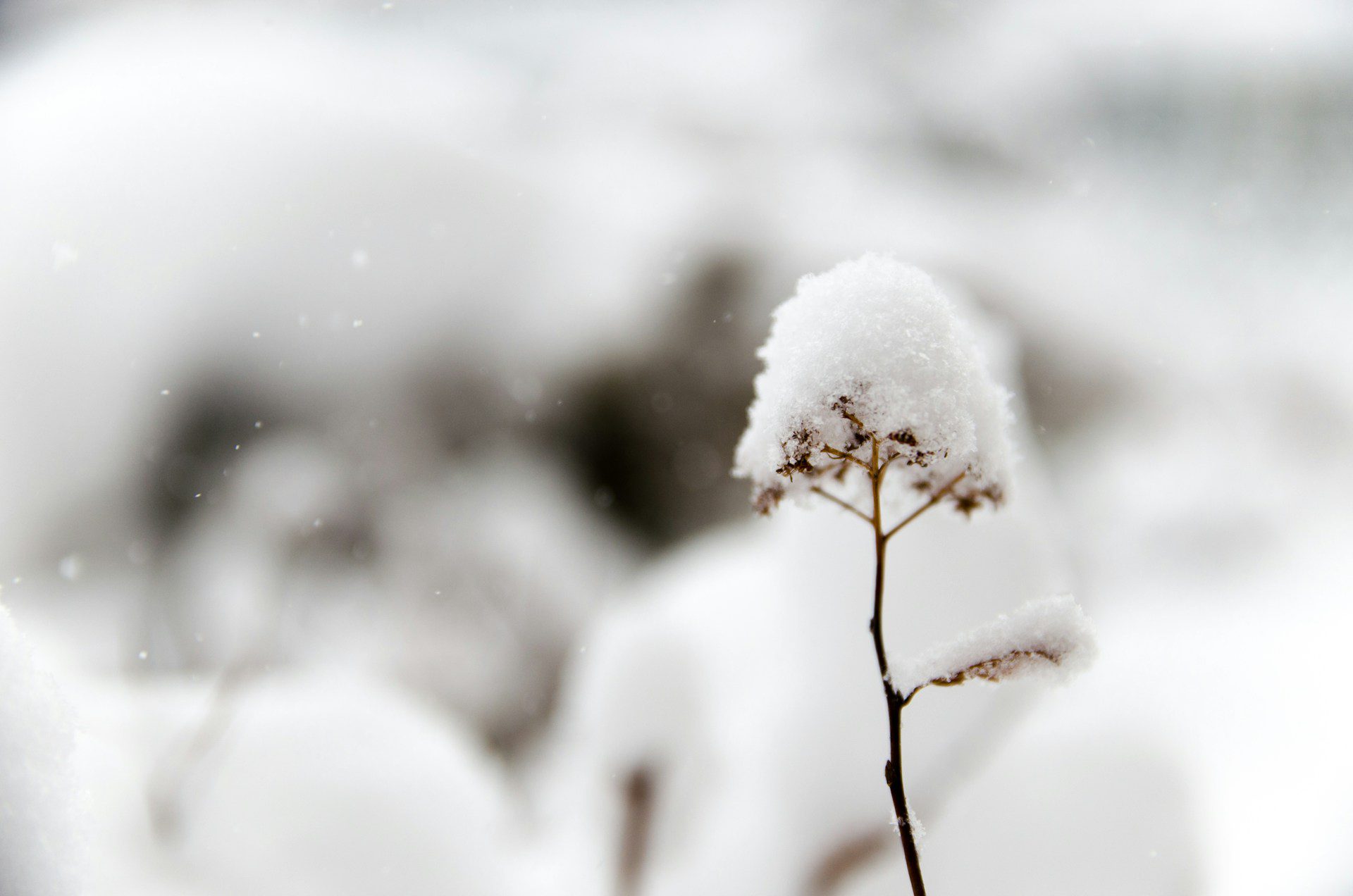 snow collecting on a dried flower