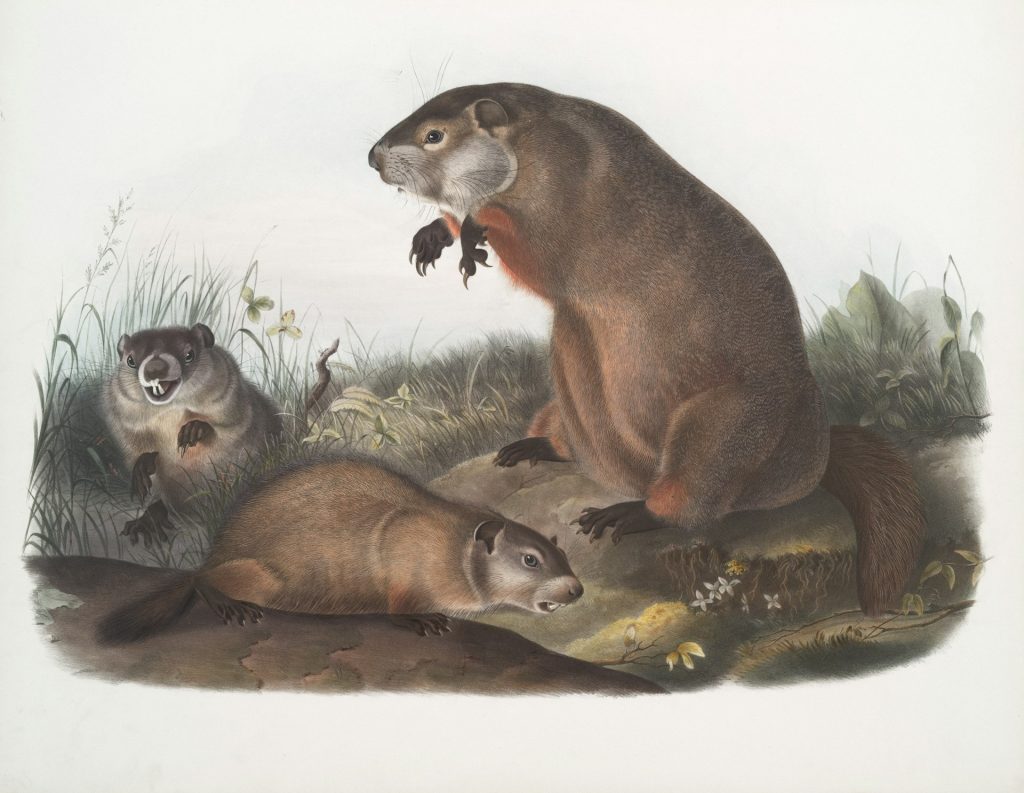 illustration of groundhogs