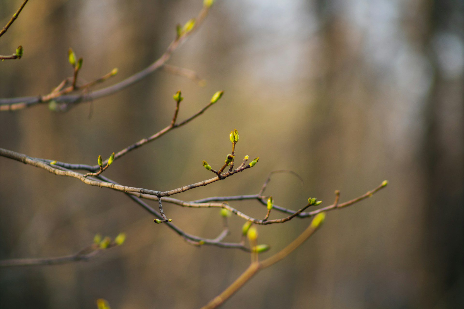 budding tree in spring