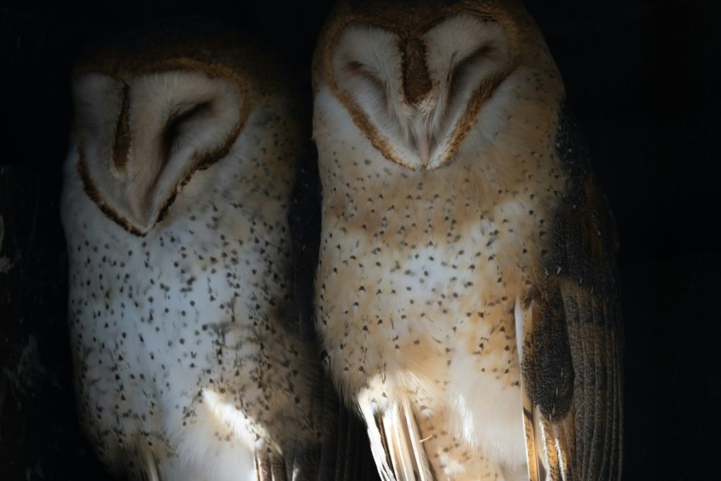 Image of two barn owls cozied up together