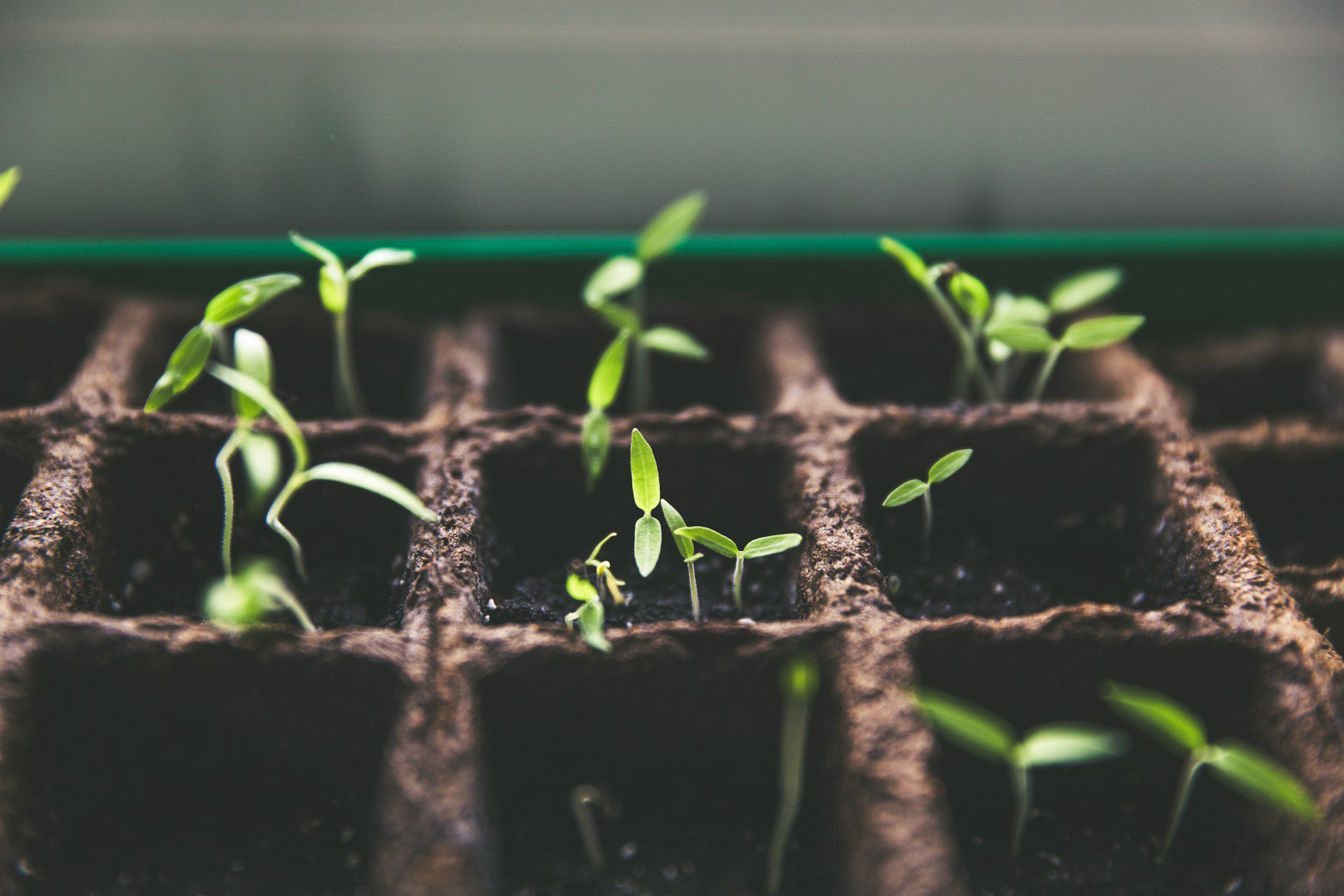 Image of tomatoes sprouting