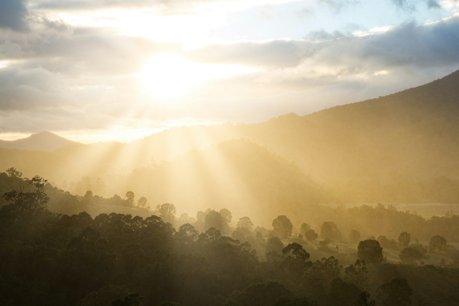 sunrays over a forest and mountain