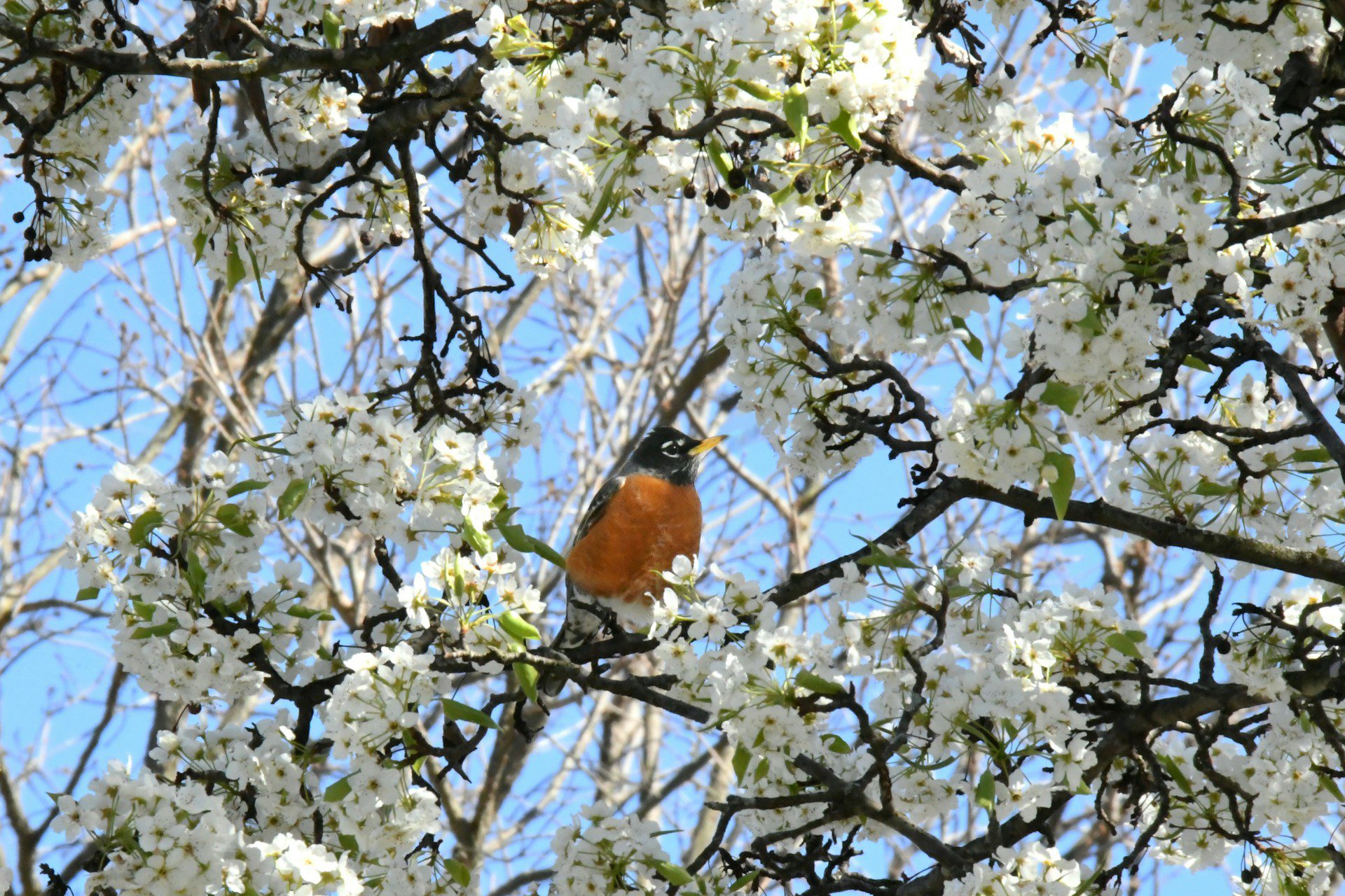american robin sitting on a tree branch with fresh white blossoms