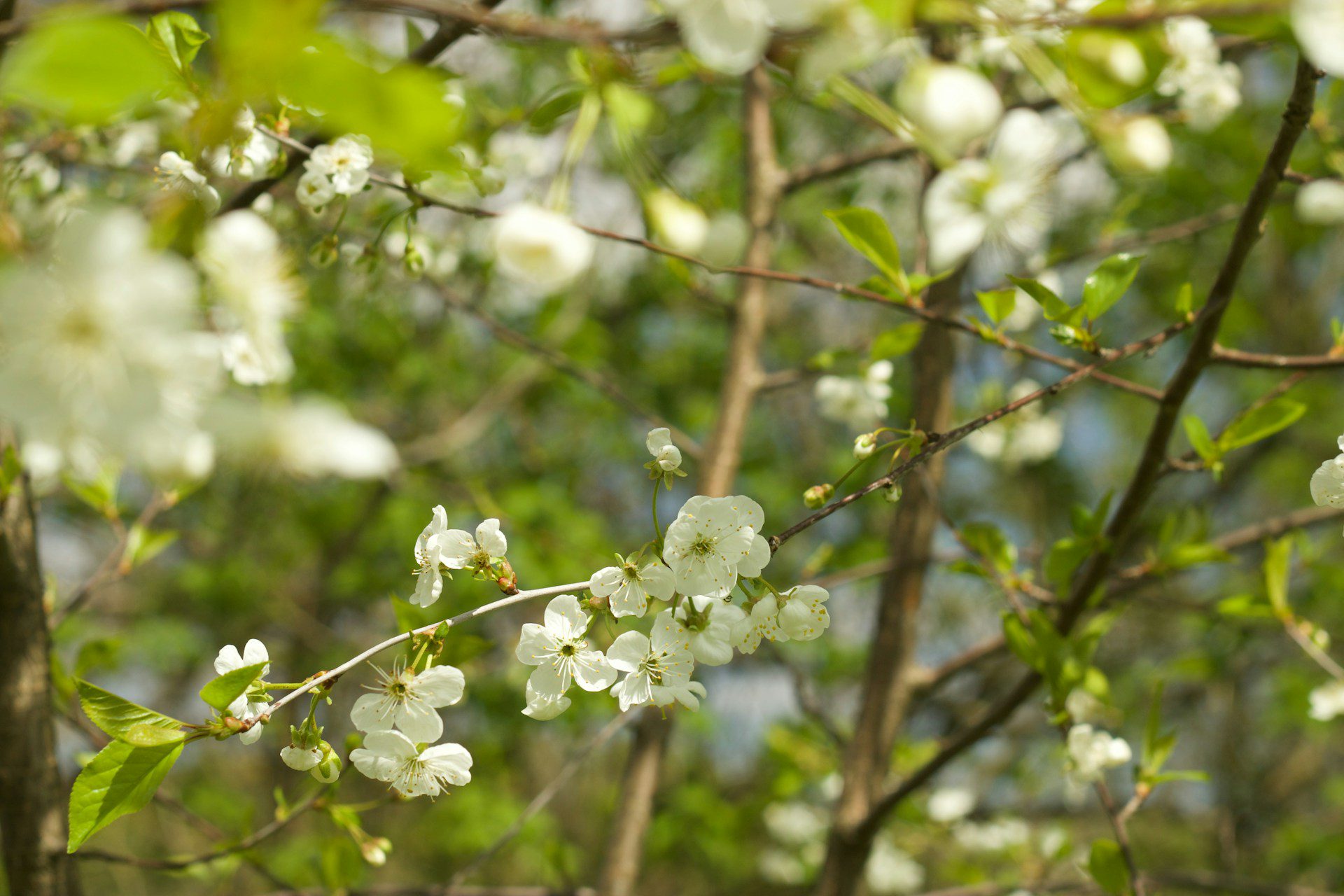 image of a white flowering tree from close up