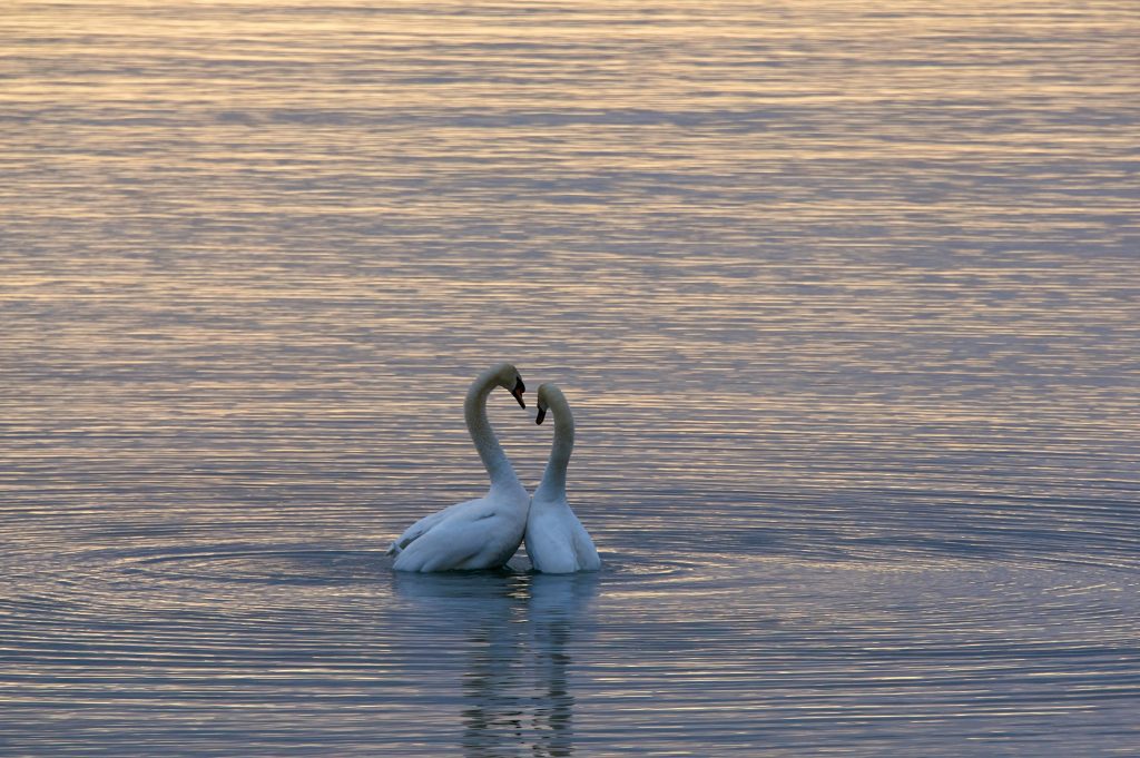 Image of two mated swans in a lake during sunset getting close to each other