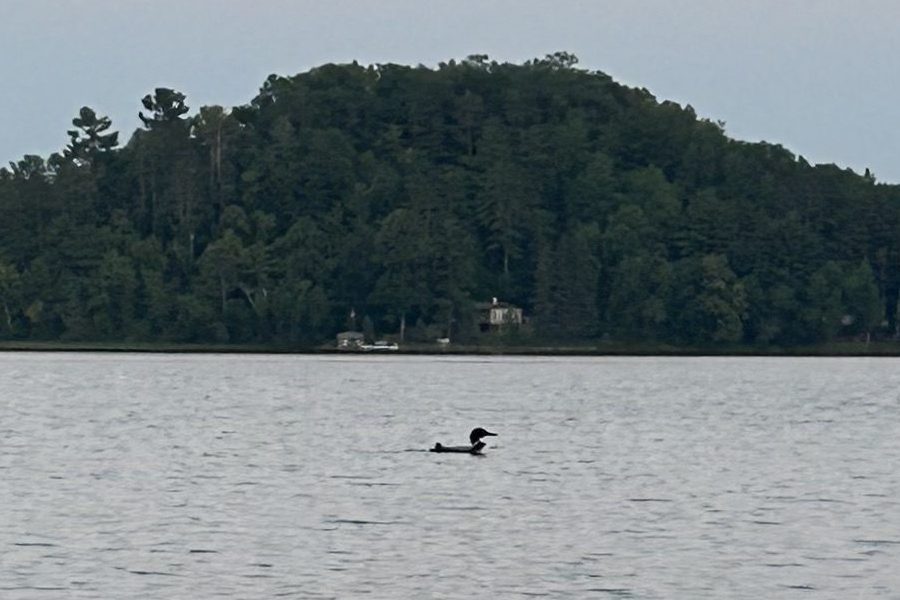 image of a loon on a lake