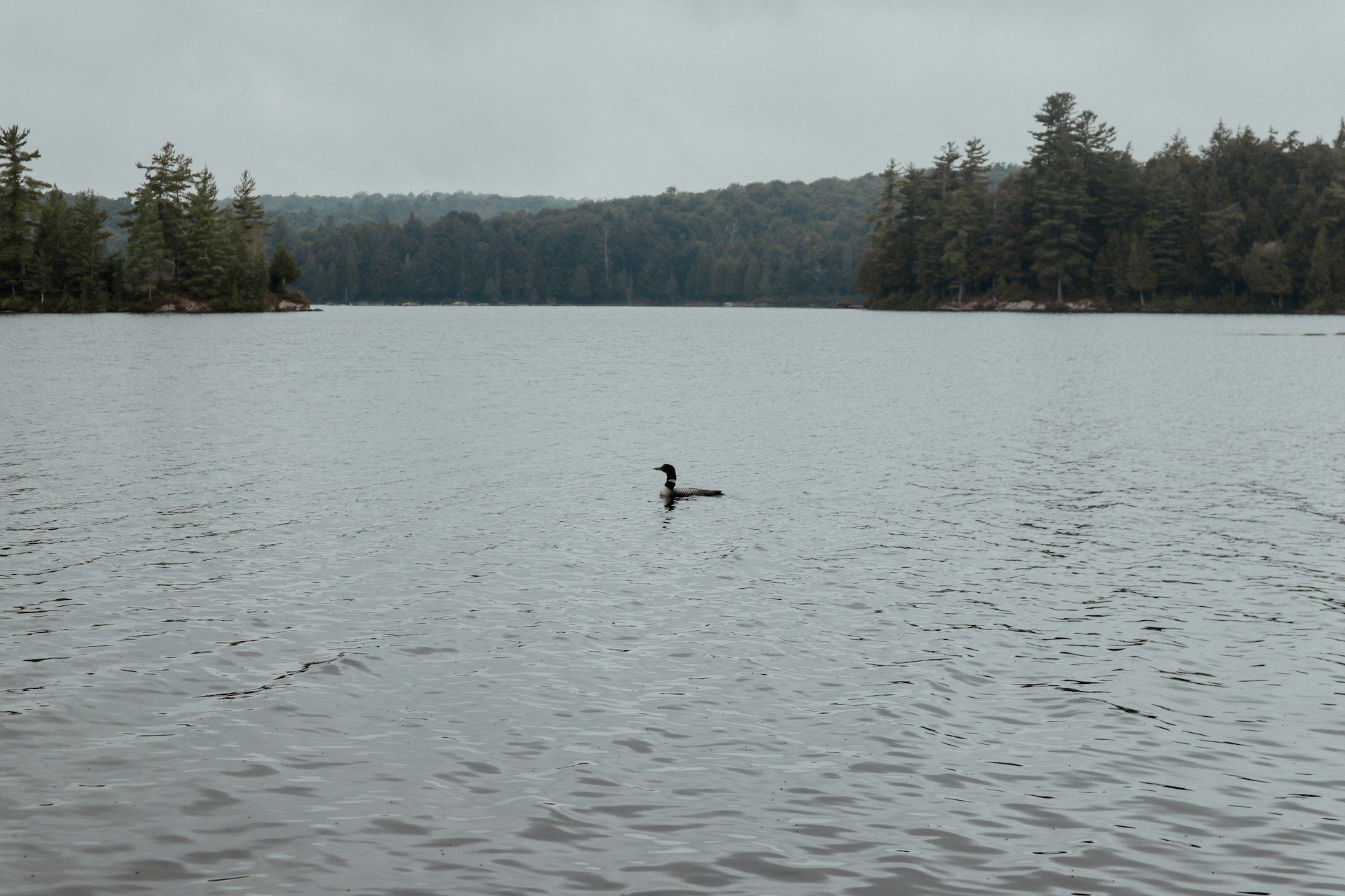 image of a loon on a lake surronded by pine trees