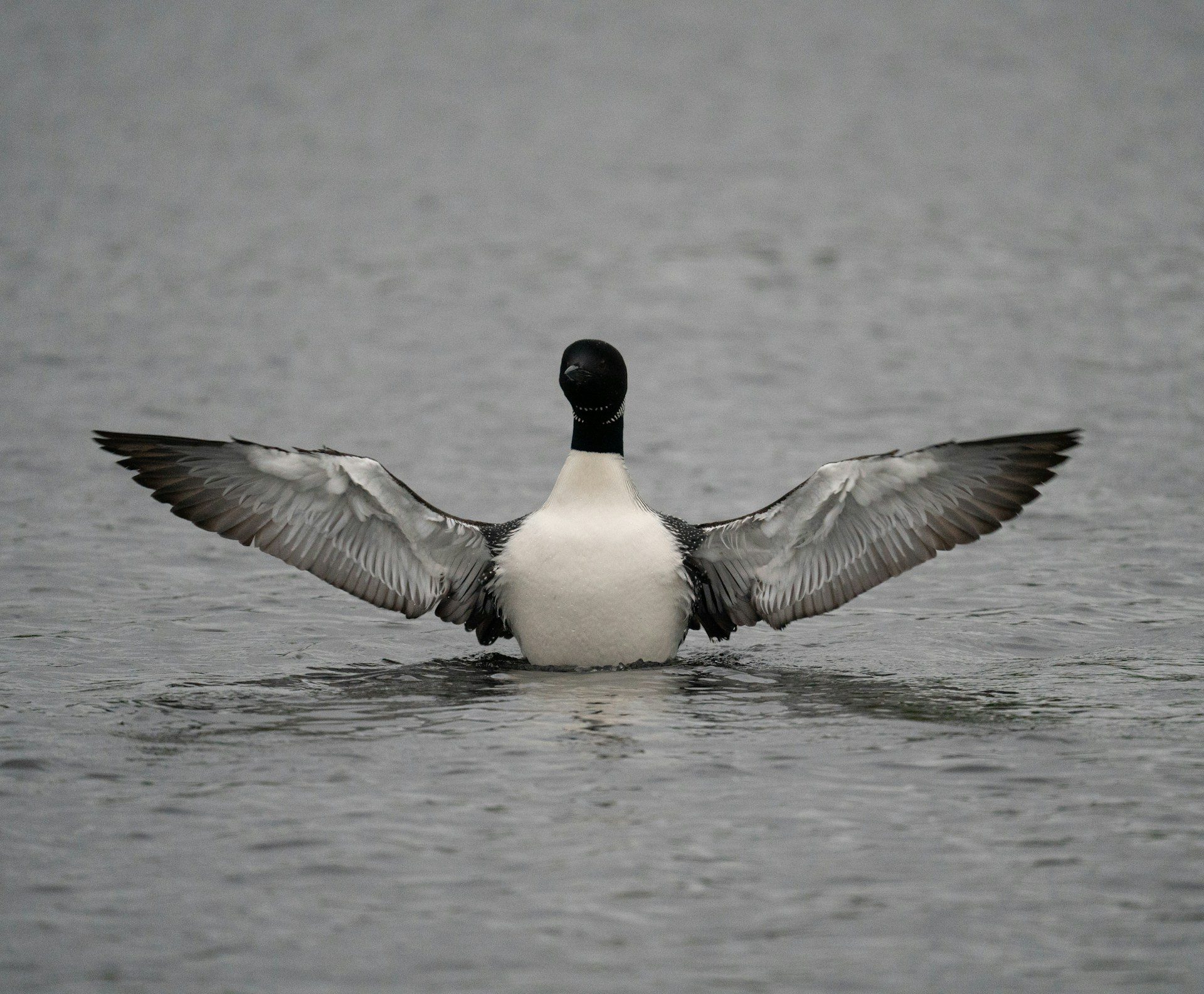 image of a loon front the front taking off of a lake