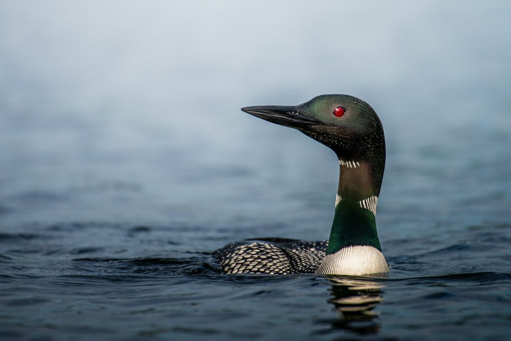 Close up image of a common loon