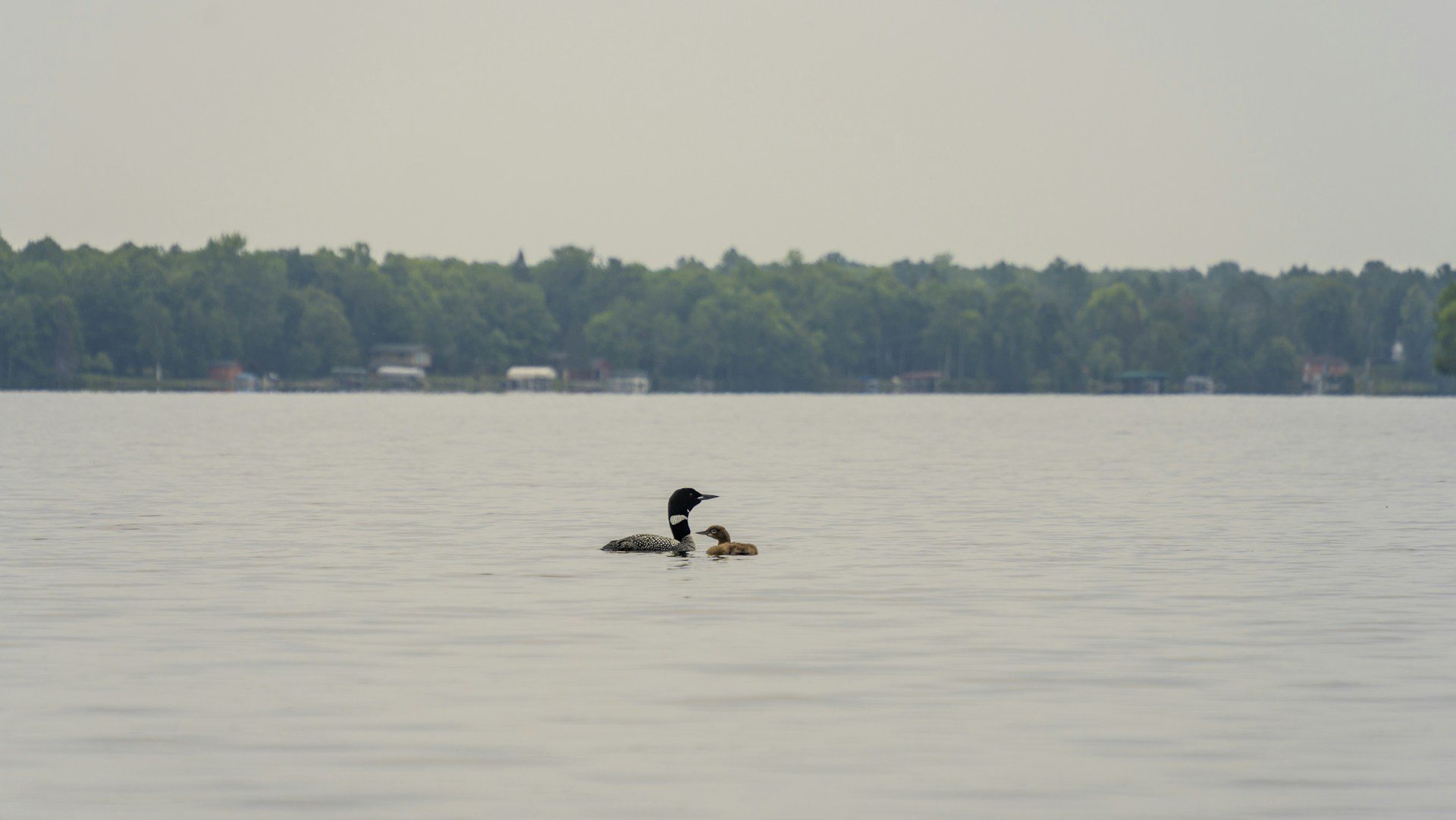 image of a male loon and young loon on a hazy lake