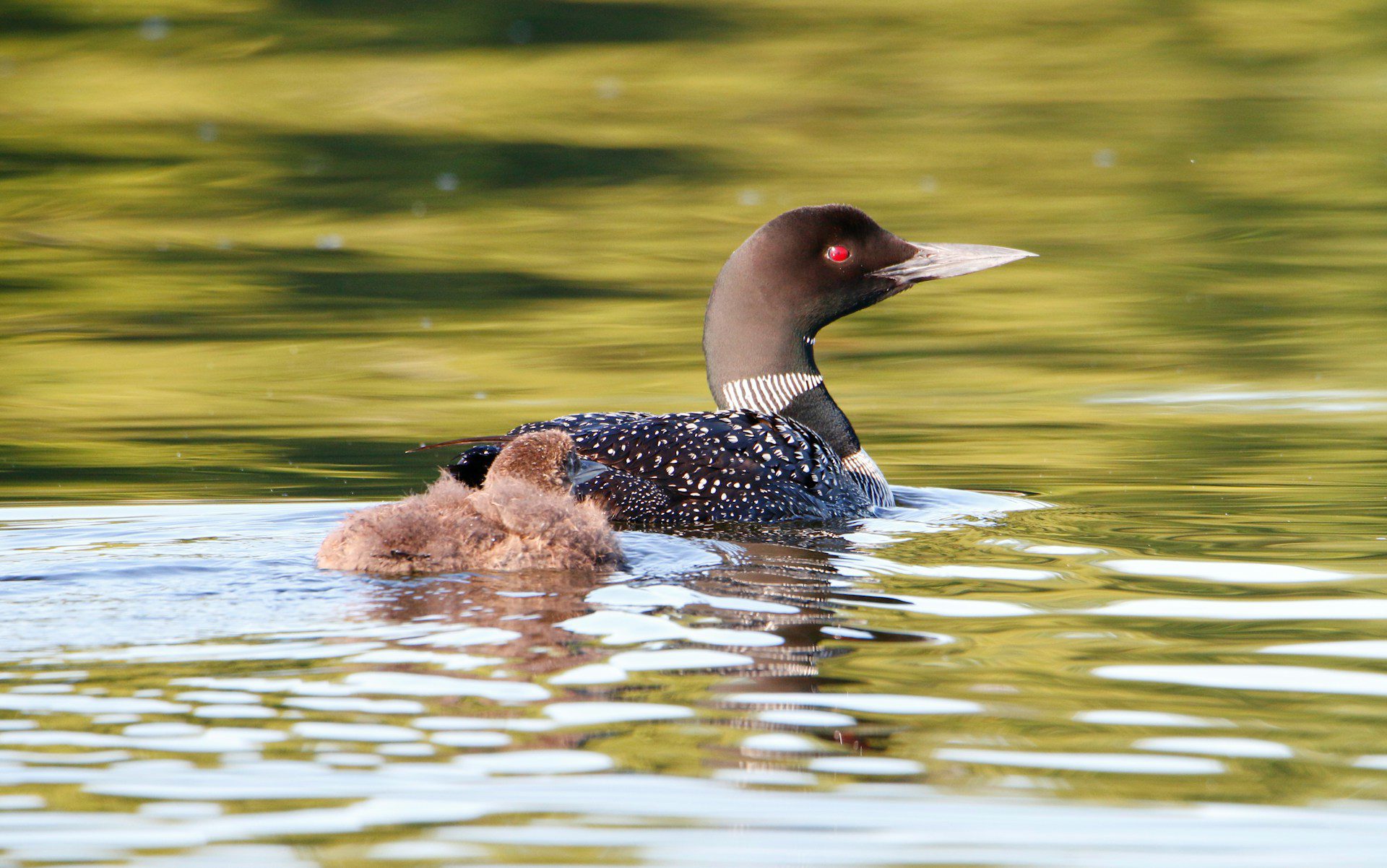Image of a male loon and a young loon swimming on a lake