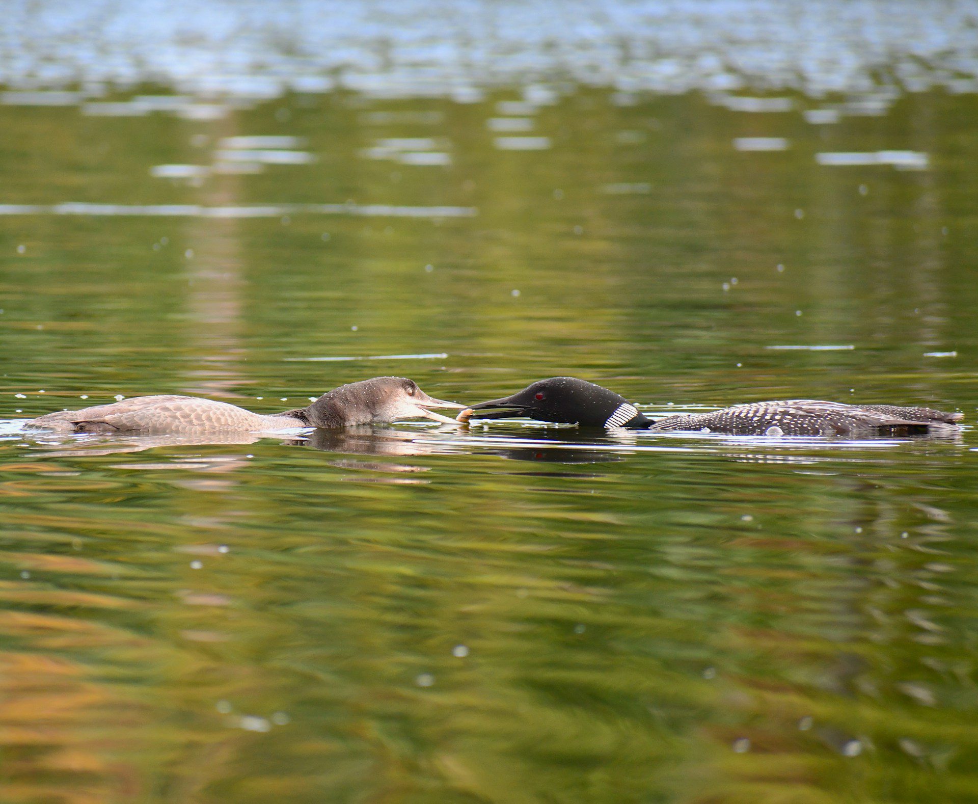 Close up image of a male loon feeding a female loon something on the water